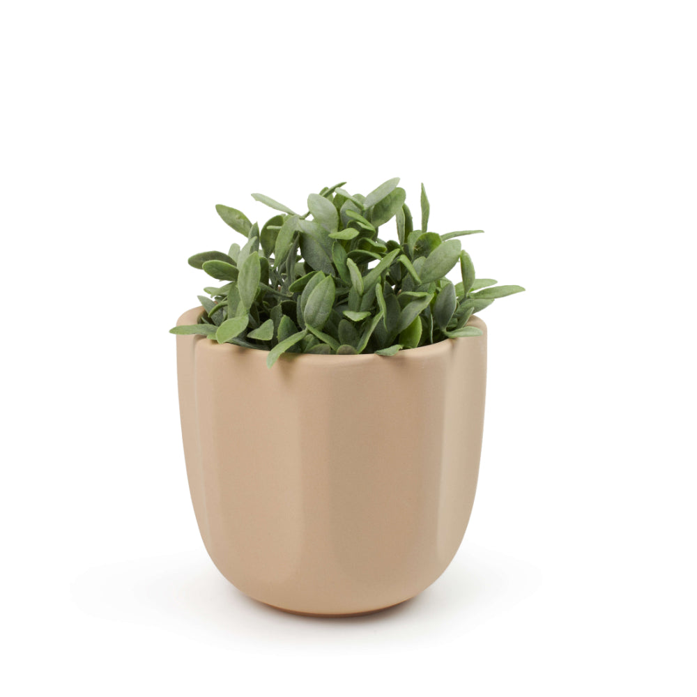 Salt & Pepper Zola Planter 17 x 16.5cm