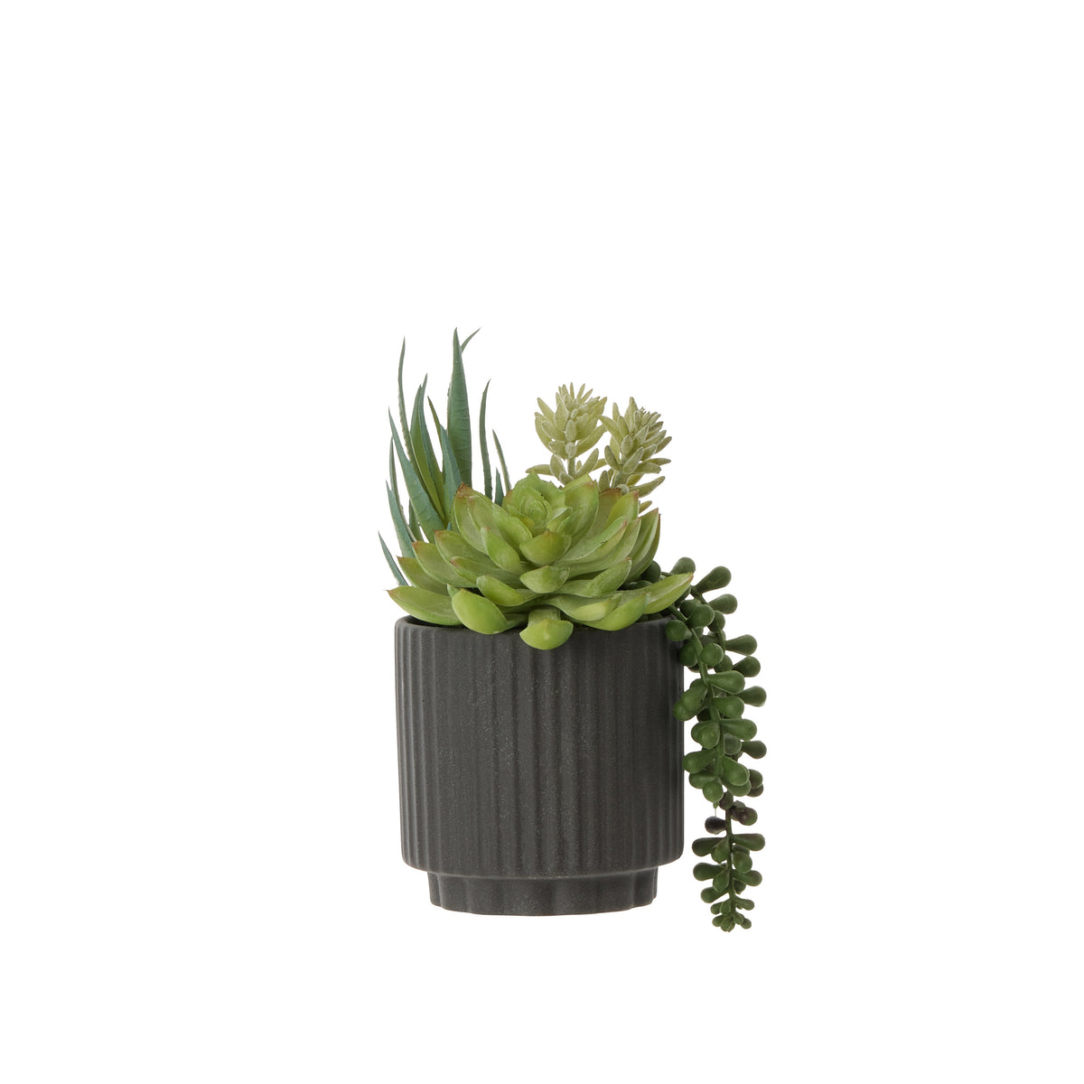 Rogue Aloe Succulent Mix Pot