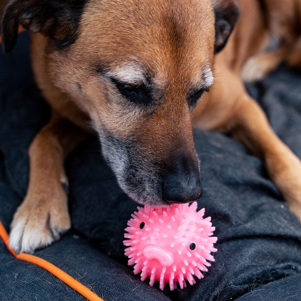 Kikkerland Kobe Piggy Dog Ball