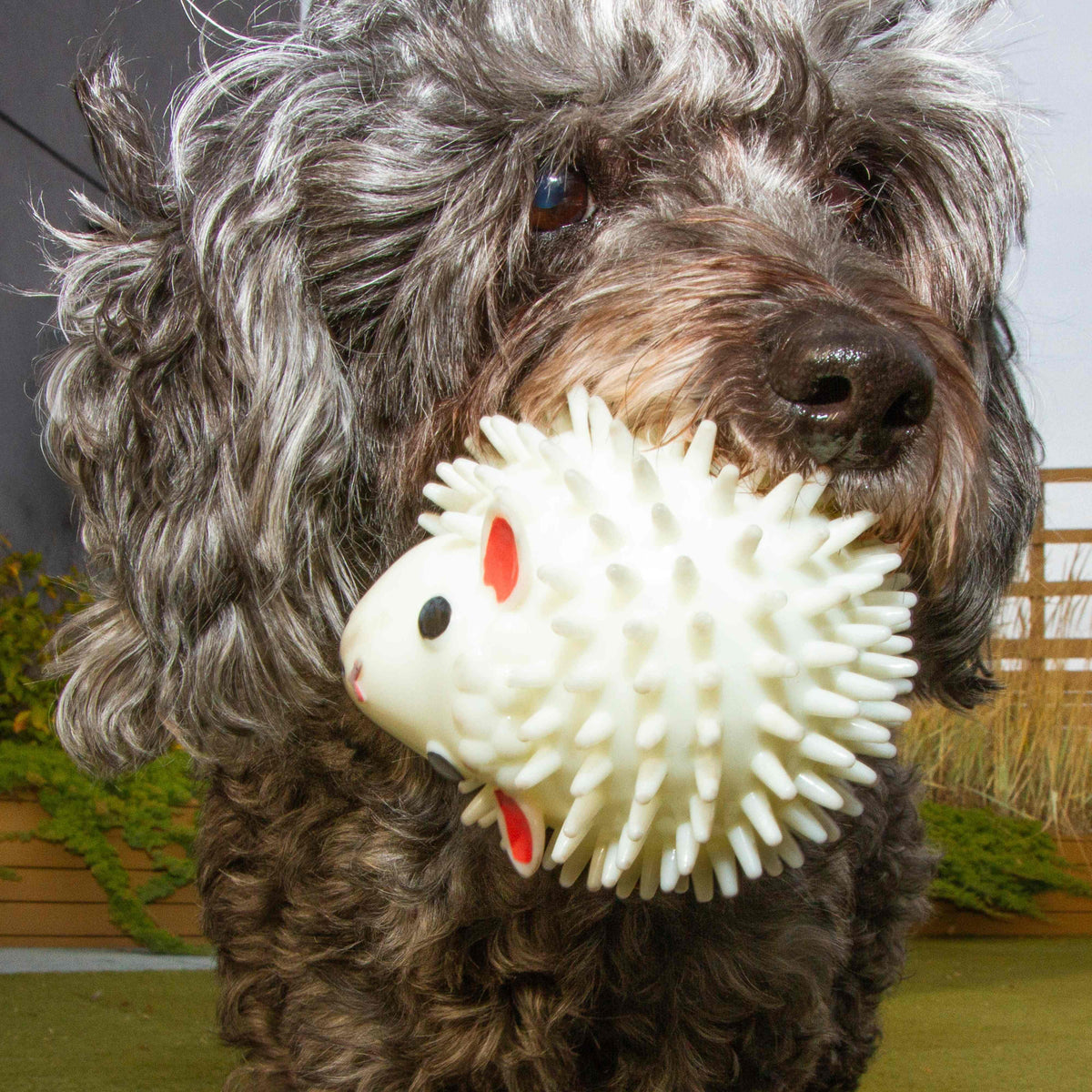 Kikkerland Kobe Sheep Dog Ball