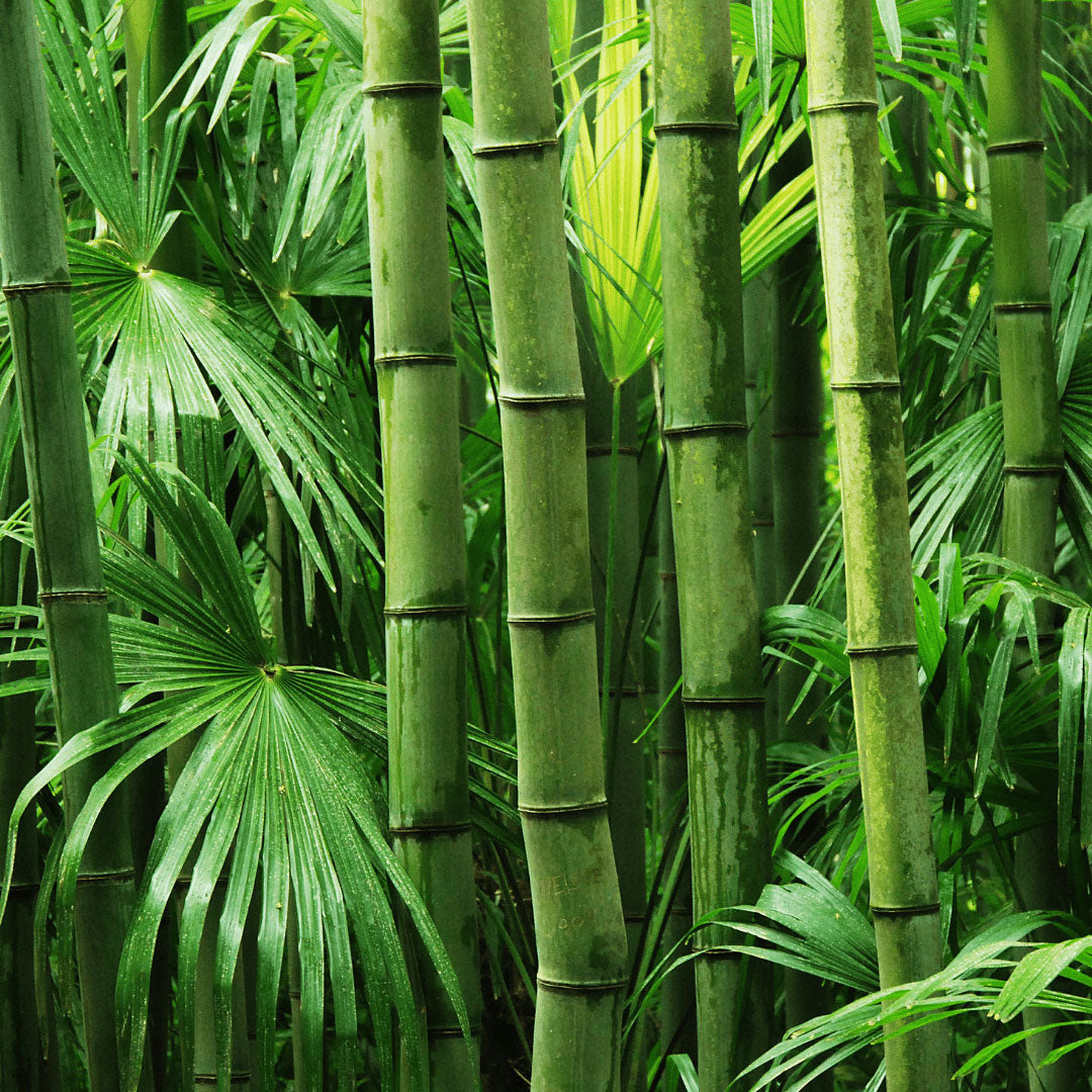 Bamboo Wellness Natural Fibre Wellness Quilt