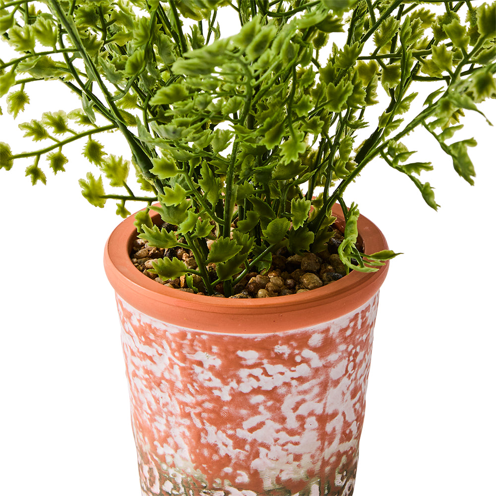 MyHouse Boxwood Plant